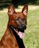 Thai Ridgeback 9Y815D-019